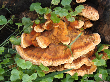 APII jpeg image of Rigidoporus laetus  © contact APII