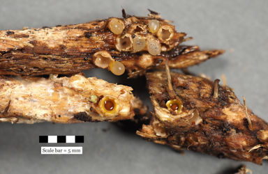 APII jpeg image of Sphaerobolus stellatus?  © contact APII