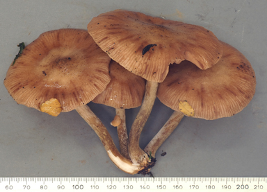 APII jpeg image of Armillaria novae-zelandiae??  © contact APII