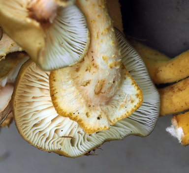 APII jpeg image of Armillaria luteobubalina??????  © contact APII