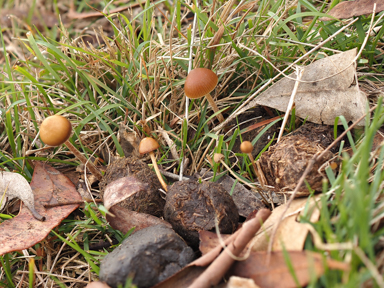 APII jpeg image of Psilocybe stercicola?  © contact APII