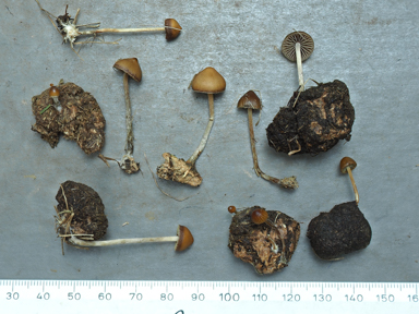 APII jpeg image of Psilocybe stercicola?  © contact APII