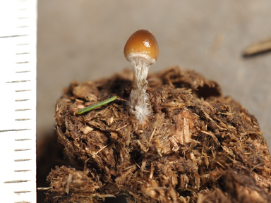 APII jpeg image of Psilocybe stercicola?  © contact APII