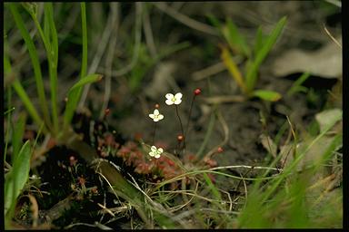 APII jpeg image of Drosera pygmaea  © contact APII