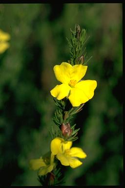 APII jpeg image of Hibbertia fasciculata  © contact APII