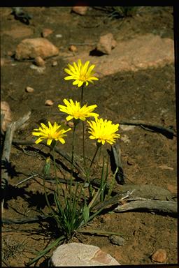 APII jpeg image of Microseris lanceolata  © contact APII