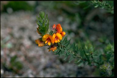 APII jpeg image of Pultenaea humilis  © contact APII