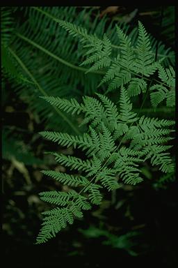 APII jpeg image of Pteris tremula  © contact APII