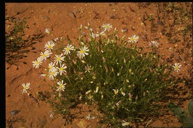 APII jpeg image of Brachyscome angustifolia  © contact APII