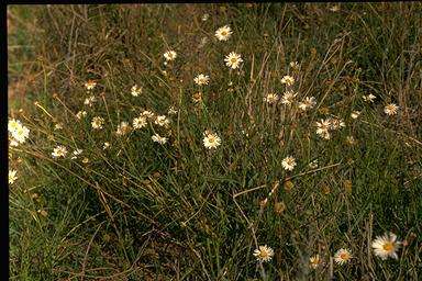 APII jpeg image of Brachyscome basaltica var. gracilis  © contact APII