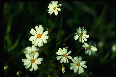 APII jpeg image of Brachyscome iberidifolia  © contact APII