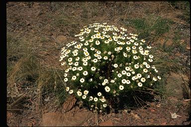 APII jpeg image of Helichrysum glutinosum  © contact APII