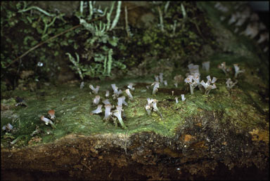 APII jpeg image of Baeomyces heteromorphus  © contact APII