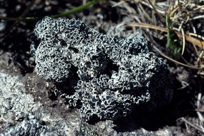 APII jpeg image of Lecanora epibryon subsp. broccha  © contact APII