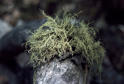 APII jpeg image of Usnea inermis  © contact APII