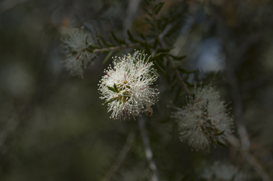 APII jpeg image of Melaleuca lanceolata  © contact APII