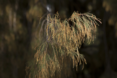 APII jpeg image of Allocasuarina torulosa  © contact APII