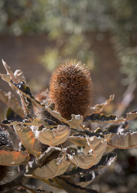 APII jpeg image of Banksia robur  © contact APII