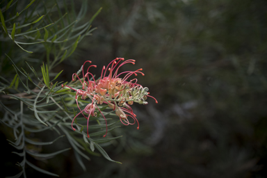 APII jpeg image of Grevillea 'Mason's hybrid'  © contact APII