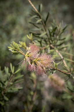 APII jpeg image of Callistemon pachyphyllus 'Smoked Salmon'  © contact APII