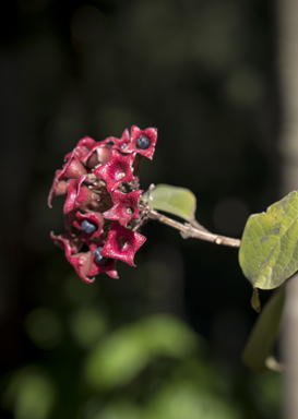 APII jpeg image of Clerodendrum tomentosum  © contact APII