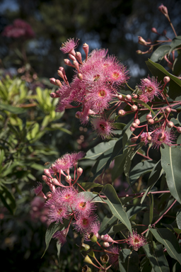 APII jpeg image of Corymbia 'Summer Beauty'  © contact APII