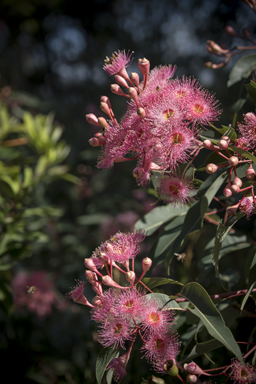 APII jpeg image of Corymbia 'Summer Beauty'  © contact APII