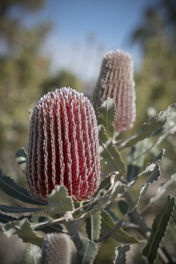 APII jpeg image of Banksia menziesii  © contact APII