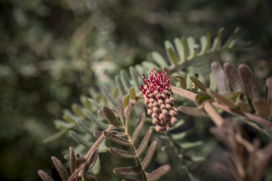 APII jpeg image of Grevillea caleyi  © contact APII