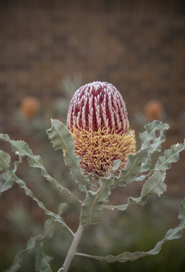 APII jpeg image of Banksia menziesii  © contact APII