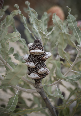 APII jpeg image of Banksia menziesii  © contact APII