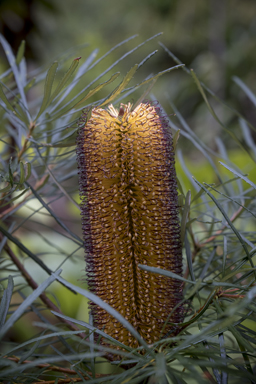 APII jpeg image of Banksia spinulosa var. spinulosa  © contact APII