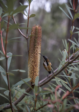 APII jpeg image of Banksia paludosa  © contact APII