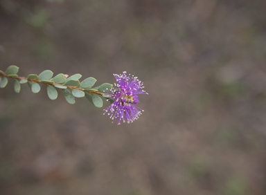 APII jpeg image of Melaleuca nesophila  © contact APII