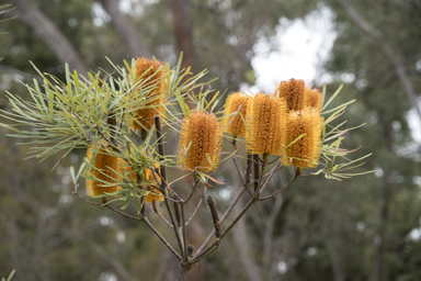 APII jpeg image of Banksia neoanglica  © contact APII