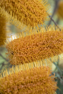 APII jpeg image of Banksia neoanglica  © contact APII