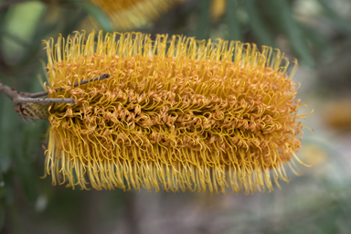 APII jpeg image of Banksia neoanglica  © contact APII