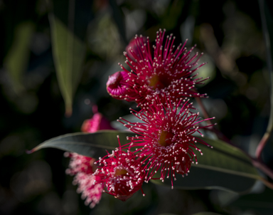 APII jpeg image of Corymbia 'Summer Red'  © contact APII