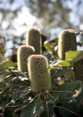 APII jpeg image of Banksia robur  © contact APII