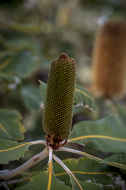 APII jpeg image of Banksia robur  © contact APII