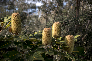 APII jpeg image of Banksia robur  © contact APII