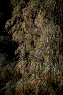 APII jpeg image of Allocasuarina torulosa  © contact APII