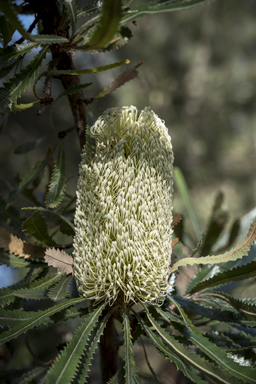 APII jpeg image of Banksia aemula  © contact APII