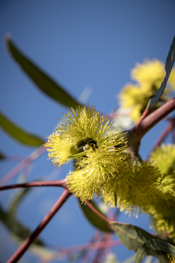 APII jpeg image of Eucalyptus erythrocorys  © contact APII