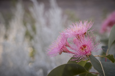 APII jpeg image of Corymbia 'Summer Beauty'  © contact APII