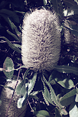 APII jpeg image of Banksia marginata  © contact APII