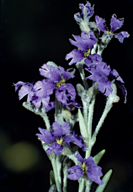 APII jpeg image of Dampiera lanceolata  © contact APII