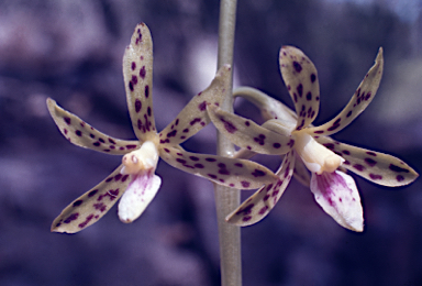 APII jpeg image of Dipodium hamiltonianum  © contact APII