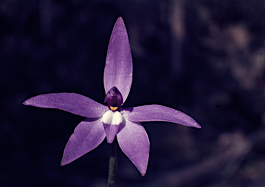 APII jpeg image of Glossodia major  © contact APII