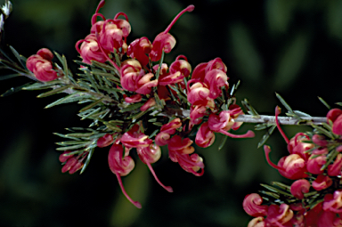 APII jpeg image of Grevillea lanigera  © contact APII